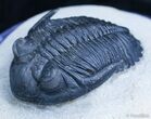 Outstanding Hollardops Trilobite - / Inches #2354-1